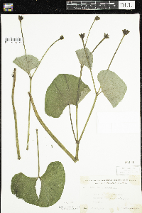Caltha palustris image