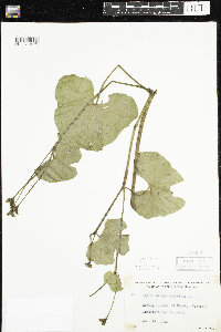 Caltha palustris image