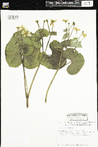 Caltha palustris image