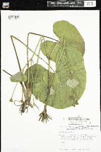 Caltha palustris image