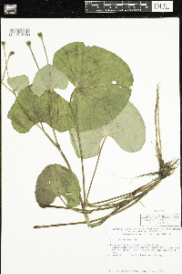 Caltha palustris image