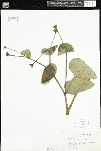 Caltha palustris image