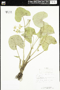 Caltha palustris image