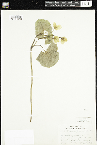 Caltha palustris image