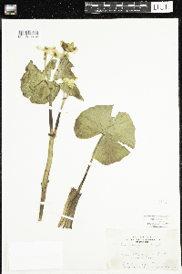 Caltha palustris image