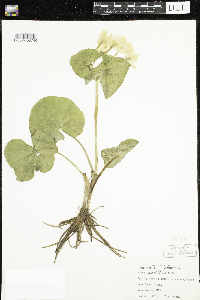 Caltha palustris image