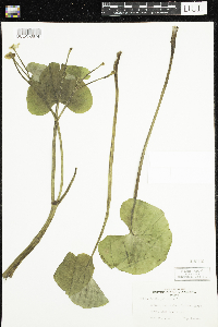 Caltha palustris image