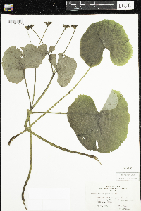 Caltha palustris image