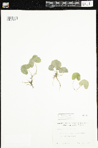 Caltha palustris image