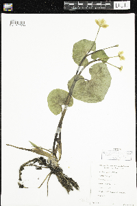 Caltha palustris image