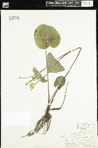 Caltha palustris image