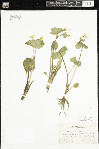 Caltha palustris image