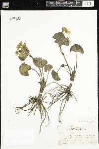 Caltha palustris image