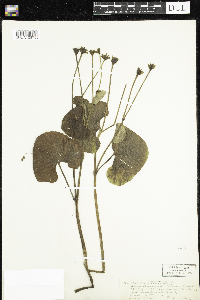 Caltha palustris image