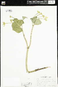 Caltha palustris image