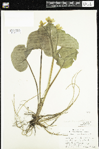 Caltha palustris image