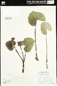 Caltha palustris image