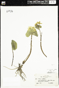 Caltha palustris image