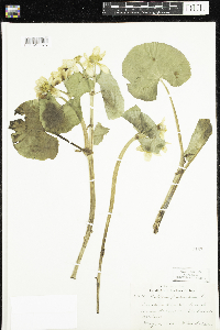 Caltha palustris image