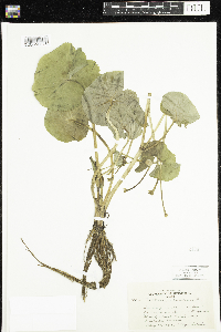 Caltha palustris image