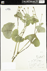 Caltha palustris image