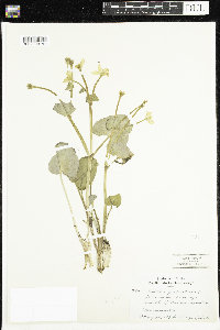 Caltha palustris image