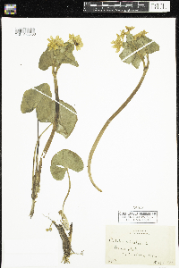 Caltha palustris image