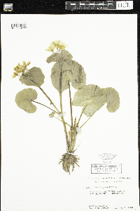 Caltha palustris image