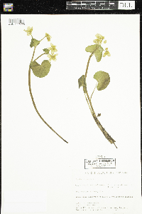 Caltha palustris image