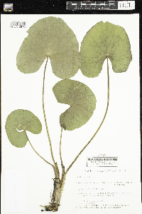 Caltha palustris image