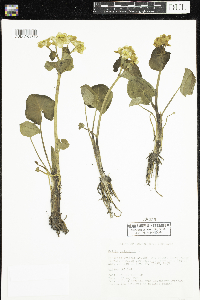 Caltha palustris image