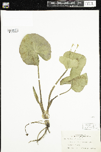 Caltha palustris image