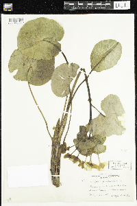 Caltha palustris image