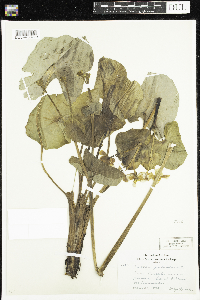 Caltha palustris image