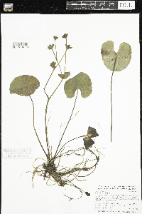 Caltha palustris image