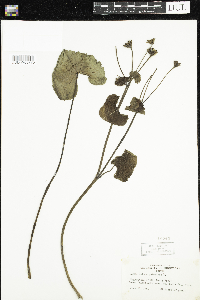 Caltha palustris image