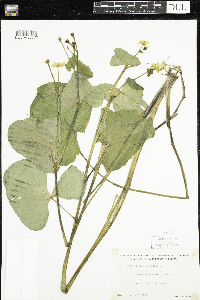 Caltha palustris image