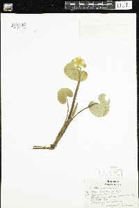 Caltha palustris image
