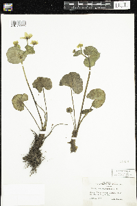 Caltha palustris image