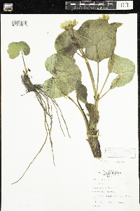 Caltha palustris image