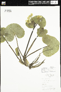 Caltha palustris image