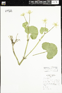 Caltha palustris image