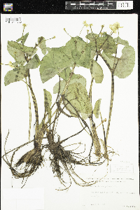 Caltha palustris image