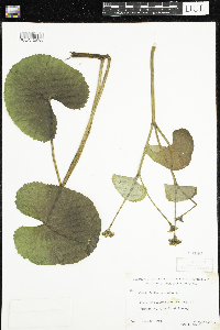Caltha palustris image