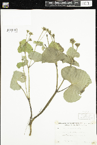 Caltha palustris image