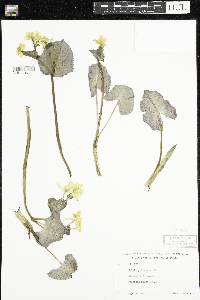 Caltha palustris image