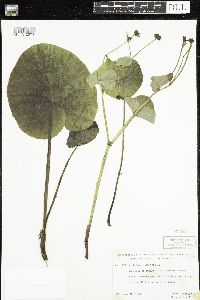 Caltha palustris image