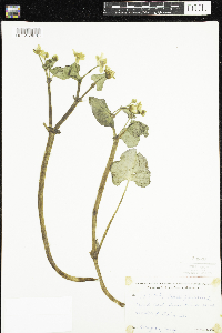 Caltha palustris image