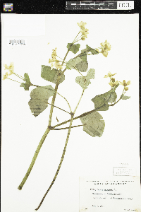 Caltha palustris image