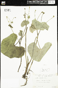 Caltha palustris image